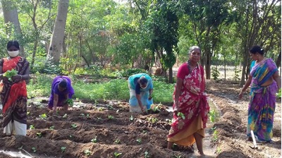 Promoting Collective Farms and Food Sovereignty among the Pallur Dalit Women