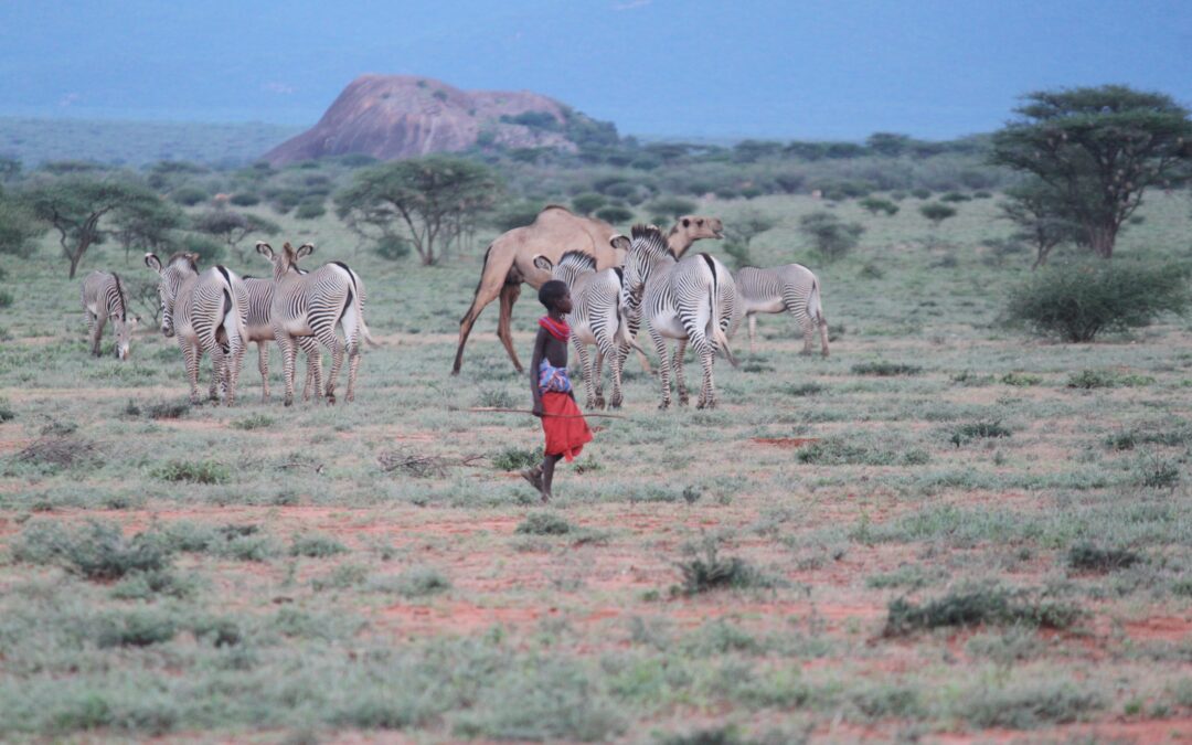Restoring Ancestral Rangelands of Pastoralists in Samburu, Northern Kenya