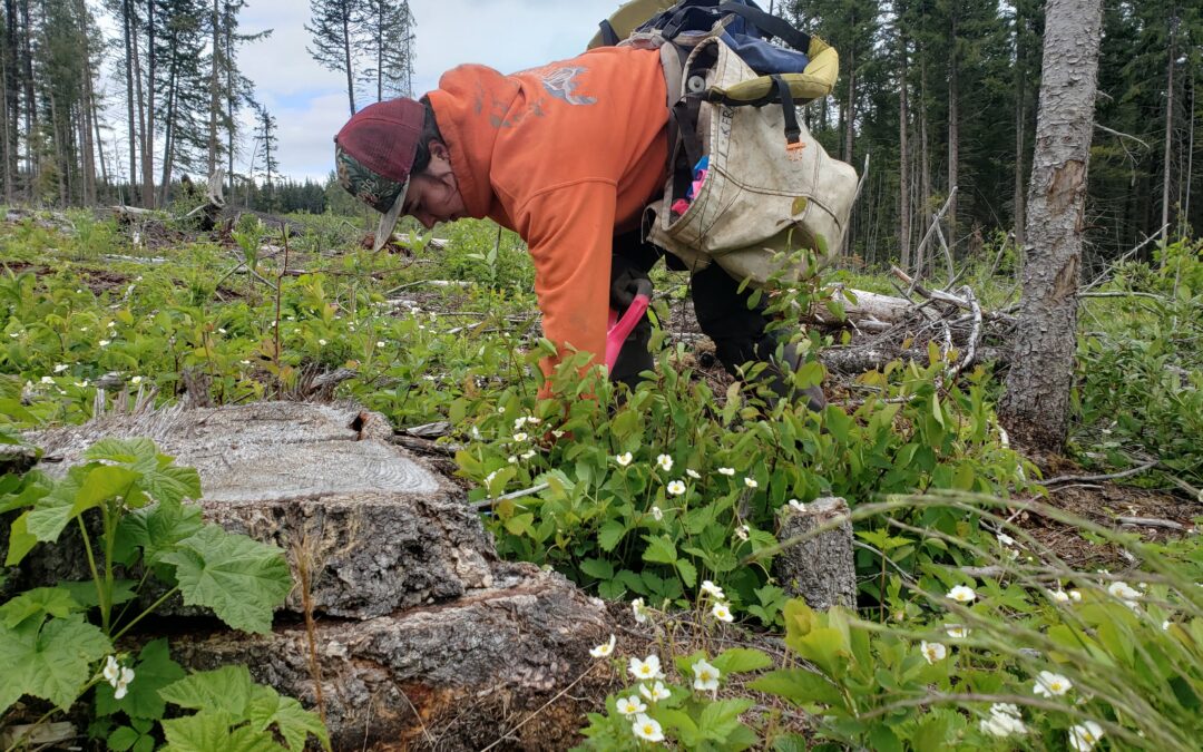 Preserving the Pacific Northwest’s Vital Forests Through Indigenous-led Restoration