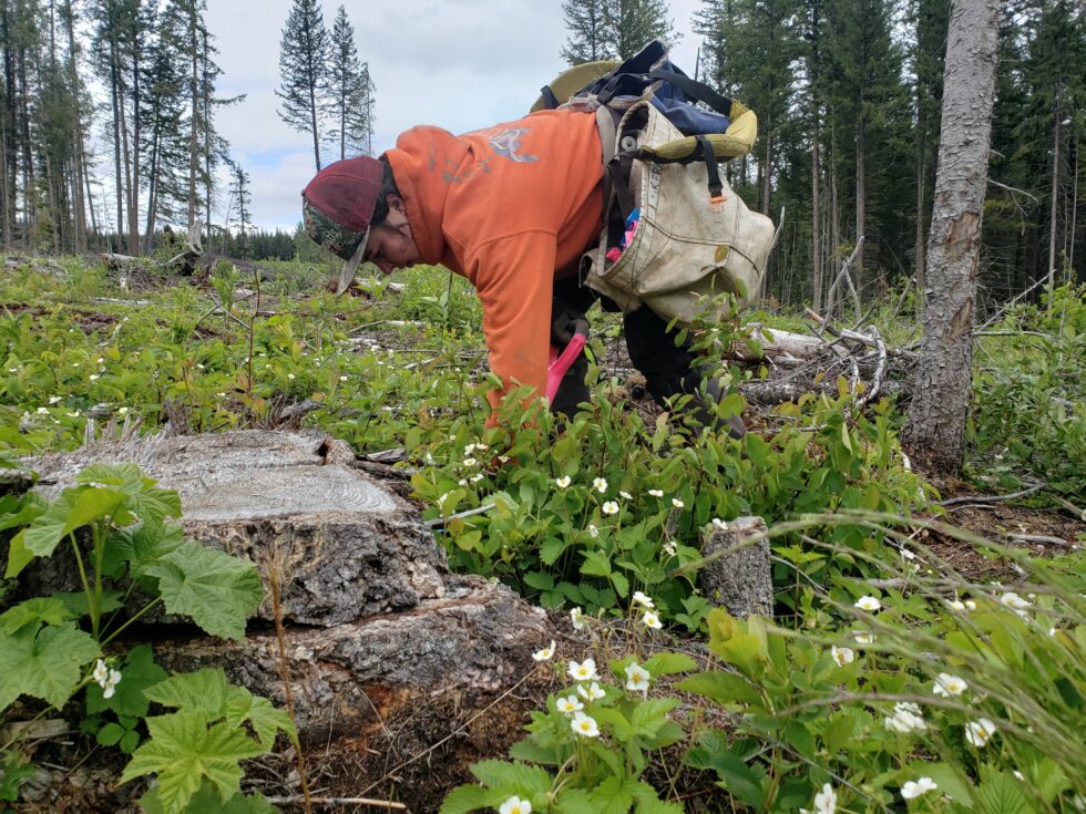 Preserving the Pacific Northwest’s Vital Forests Through Indigenous-led ...