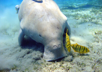 Protecting Dugongs and Seagrass in Pantar Island Marine Protected Area