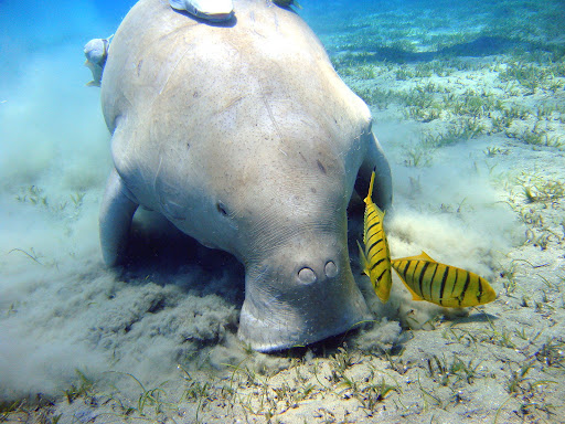 Protecting Dugongs and Seagrass in Pantar Island Marine Protected Area