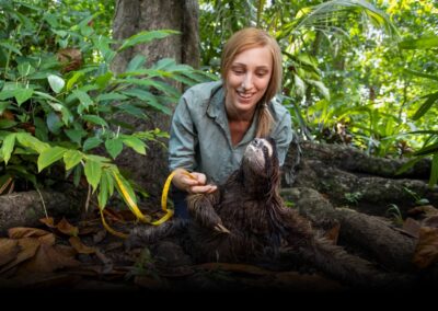 Restoring Tree Canopy Habitats for Sloths and Other Arboreal Species