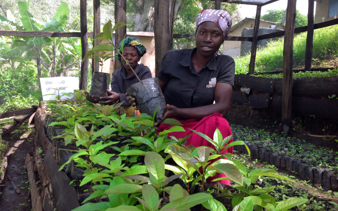 Regenerating Communities and Empowering Women through Agroforestry in Kasese, Uganda