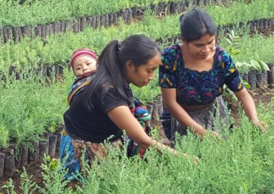 Supporting Women-Led Regenerative Farming and Reforestation Efforts in Guatemala