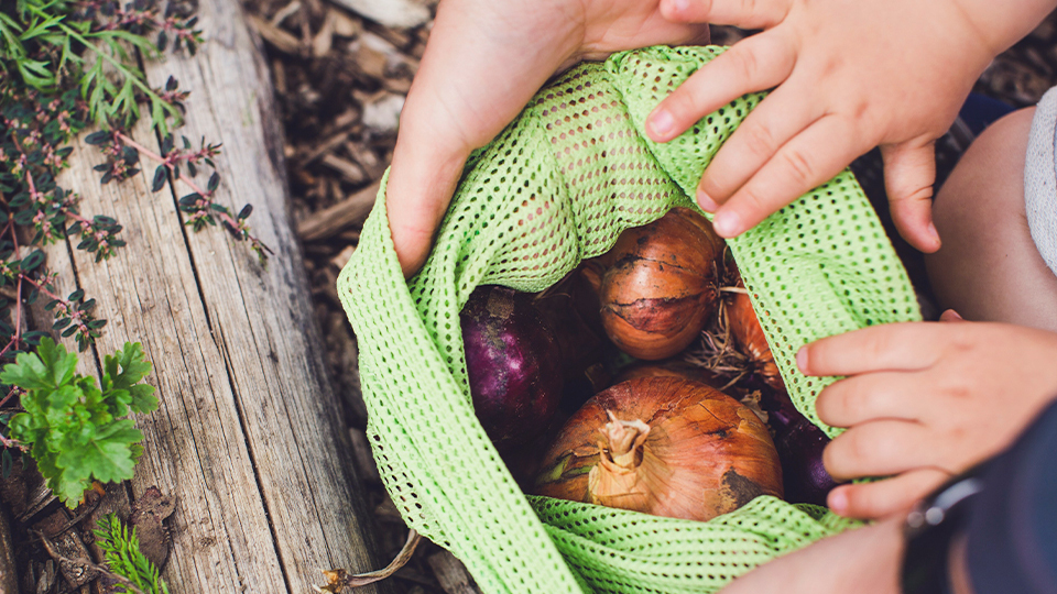 Creating Peaceful Habits: Small Actions That Ground You & Heal the Earth